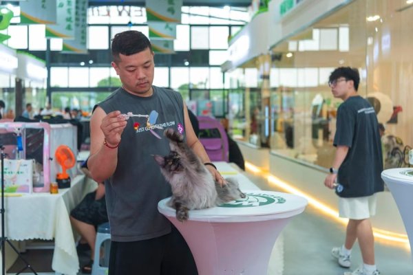 京融实配 这场“世界级猫赛”在泰州海陵开选