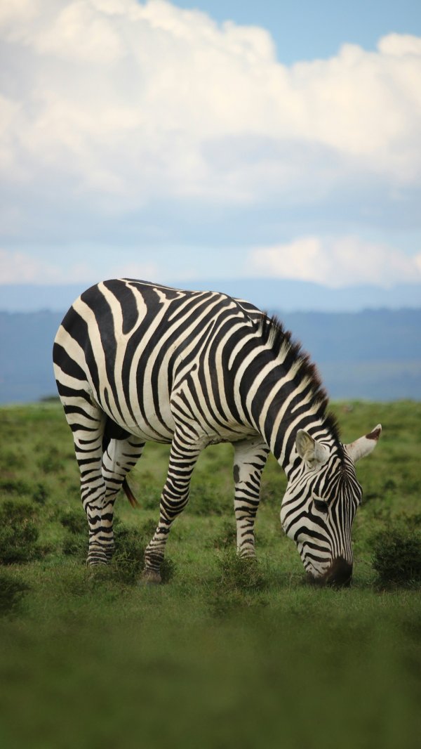 51配资网 斑马的条纹是为了防蚊