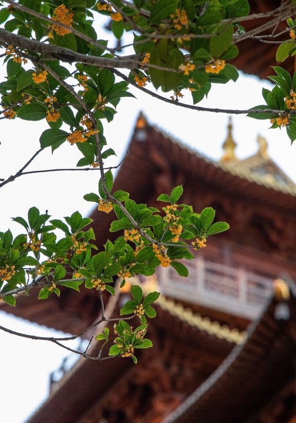 优配货主 新民目击 | 一起来晒秋